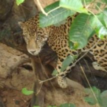 Ceiba Jaguar insistirá durante el 2017 en la conservación ambiental de los municipios