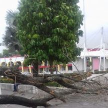 Caída de árboles principales solicitudes de ayuda a Protección civil durante lluvias