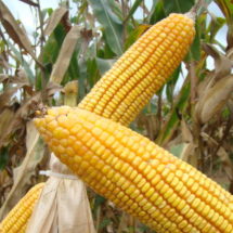 Buscará Barzón producir maíz amarillo para consumo animal