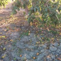 Nortazo causa pérdidas de mango por 495 mdp en el Istmo, Oaxaca