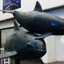 Exposición en la UNAM busca hacer conciencia sobre vaquita marina