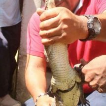 Capturan y reubican a un cocodrilo en Pochutla