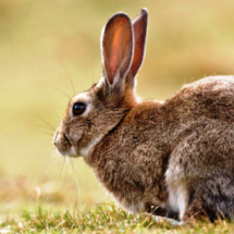 Baja California en alerta por enfermedad hemorrágica viral del conejo