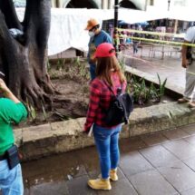 Gobierno del Estado y Municipio de Oaxaca de Juárez fortalecen acciones de atención al arbolado urbano del Zócalo