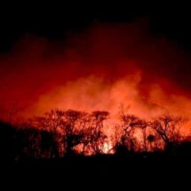 Van 3,549 hectáreas afectadas por incendios en Oaxaca