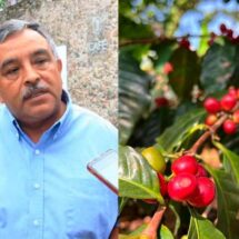 Cambian el café por cultivos alternos
